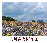 6/21夏日北海道【SUMMER HOKKAIDO】~紫色富良野賞花．溫泉名湯、螃蟹美食５日遊(季節限定版)31800元含稅 _圖片(1)