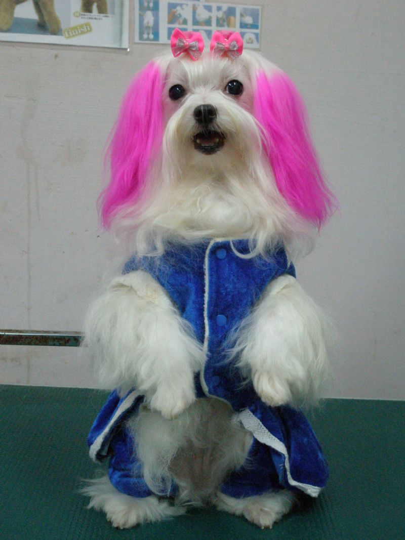 樹林專業寵物美容店~雪之犬 - 20090329130059-304922125.JPG(圖)