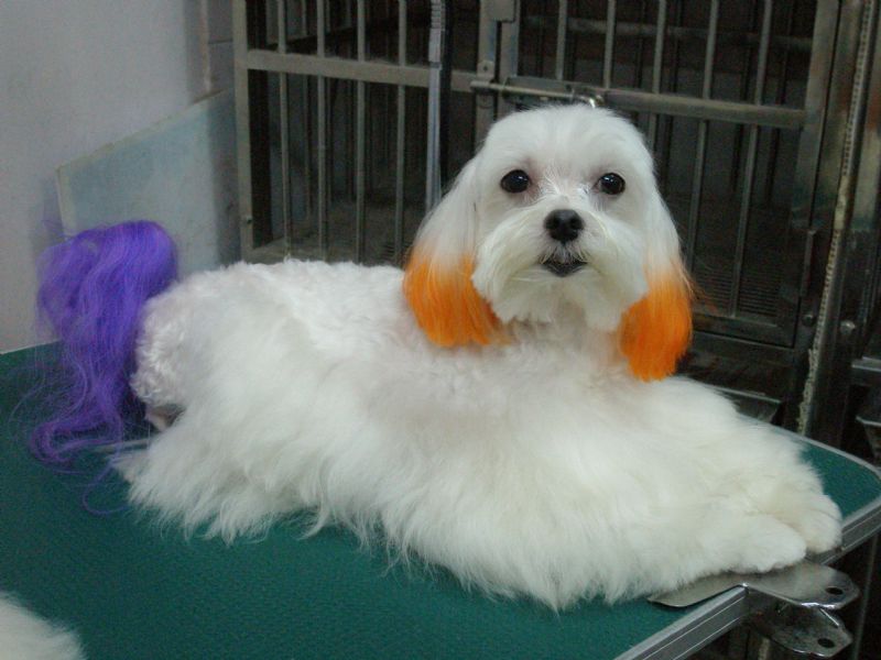 樹林專業寵物美容店~雪之犬 - 20090329130059-305414218.JPG(圖)