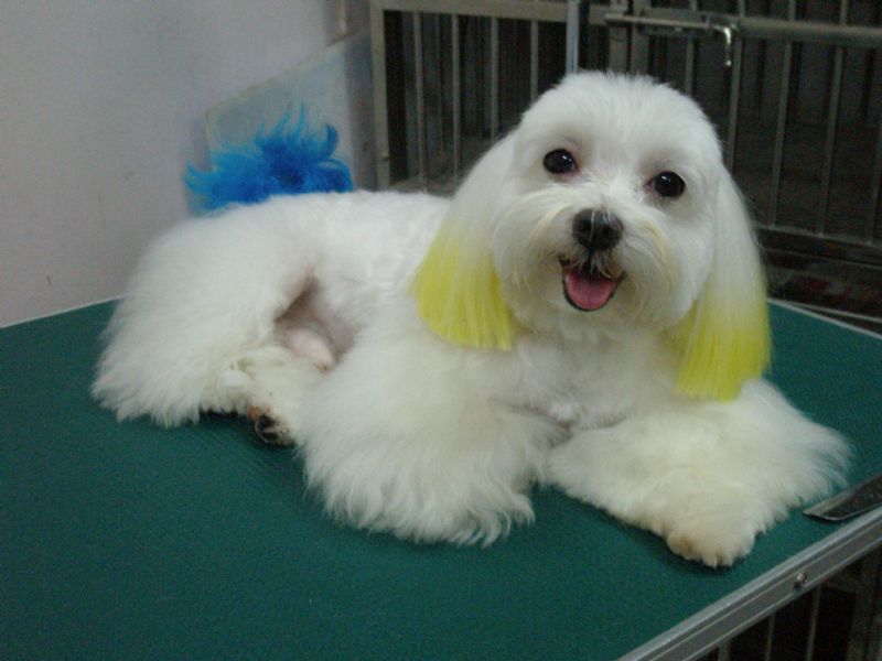 樹林專業寵物美容店~雪之犬 - 20090329130059-306166687.JPG(圖)