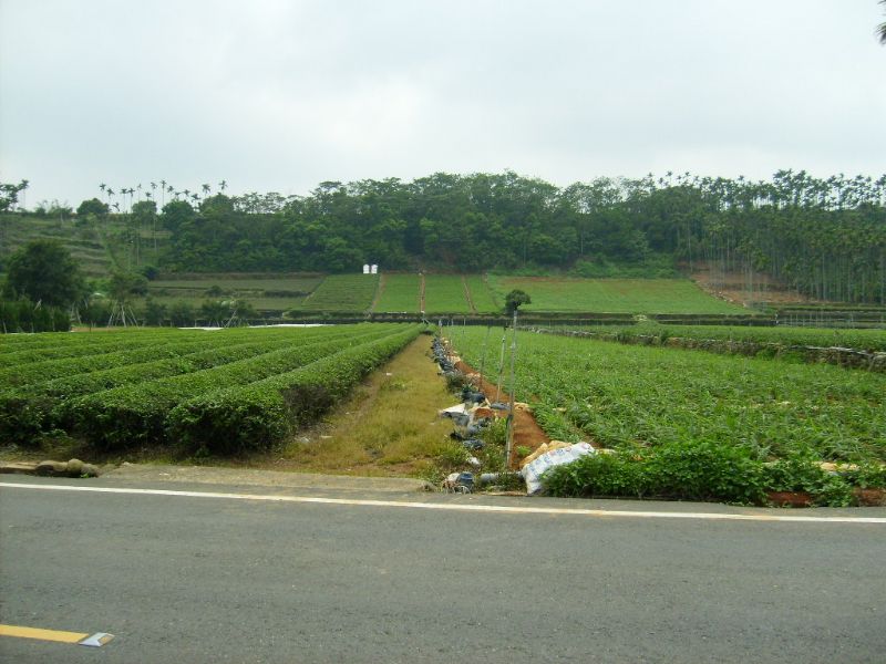 出林虎路農地（二） - 20090425114232_632113109.JPG(圖)