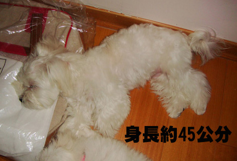 重酬尋愛犬-永和錢櫃對面,瑪爾濟斯走失(公) - 20090505172101_869759733.jpg(圖)