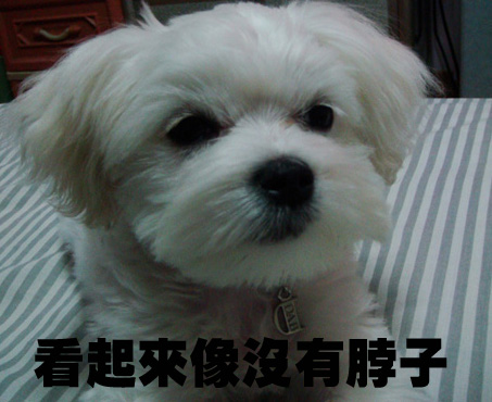 重酬尋愛犬-永和錢櫃對面,瑪爾濟斯走失(公) - 20090505172101_869791531.jpg(圖)