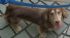 台北市-急尋7/5晚間在建國南路忠孝東路口失蹤的長毛臘腸狗。_圖